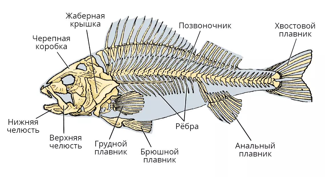 Скелет рыбы с черепом, позвоночником и плавниками как основа опорно-двигательной системы.