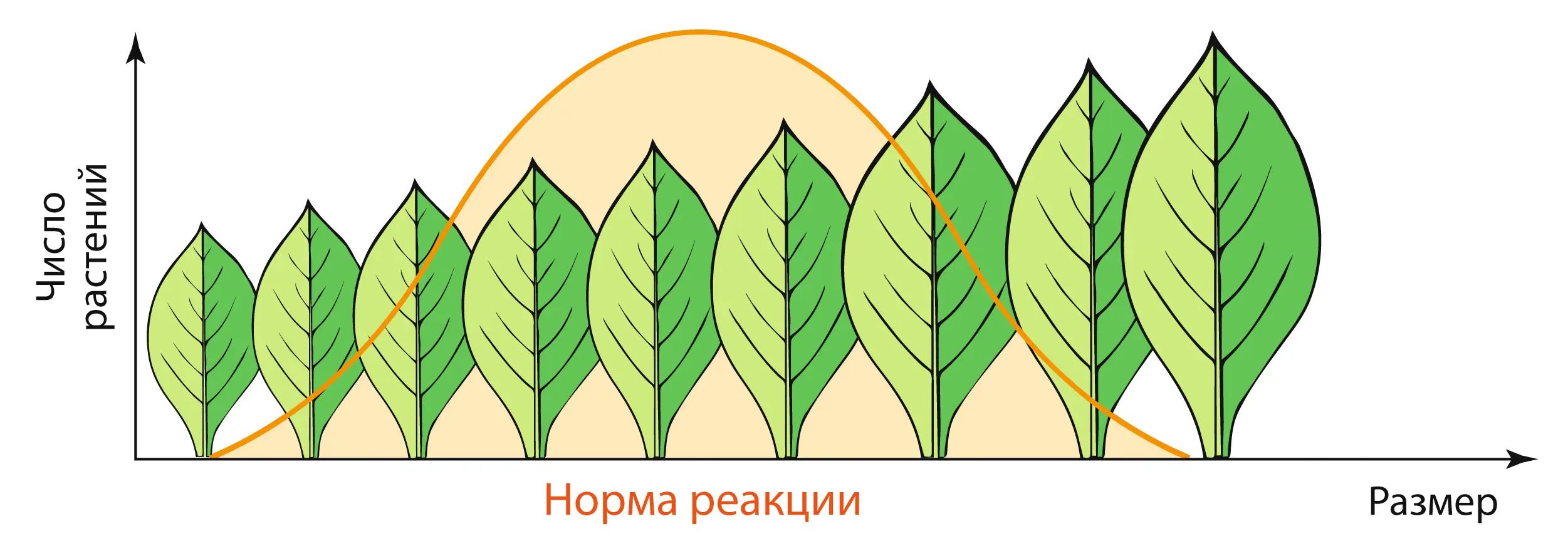 Гималайский кролик с тёмной шерстью на охлаждённом участке как пример модификационной изменчивости.