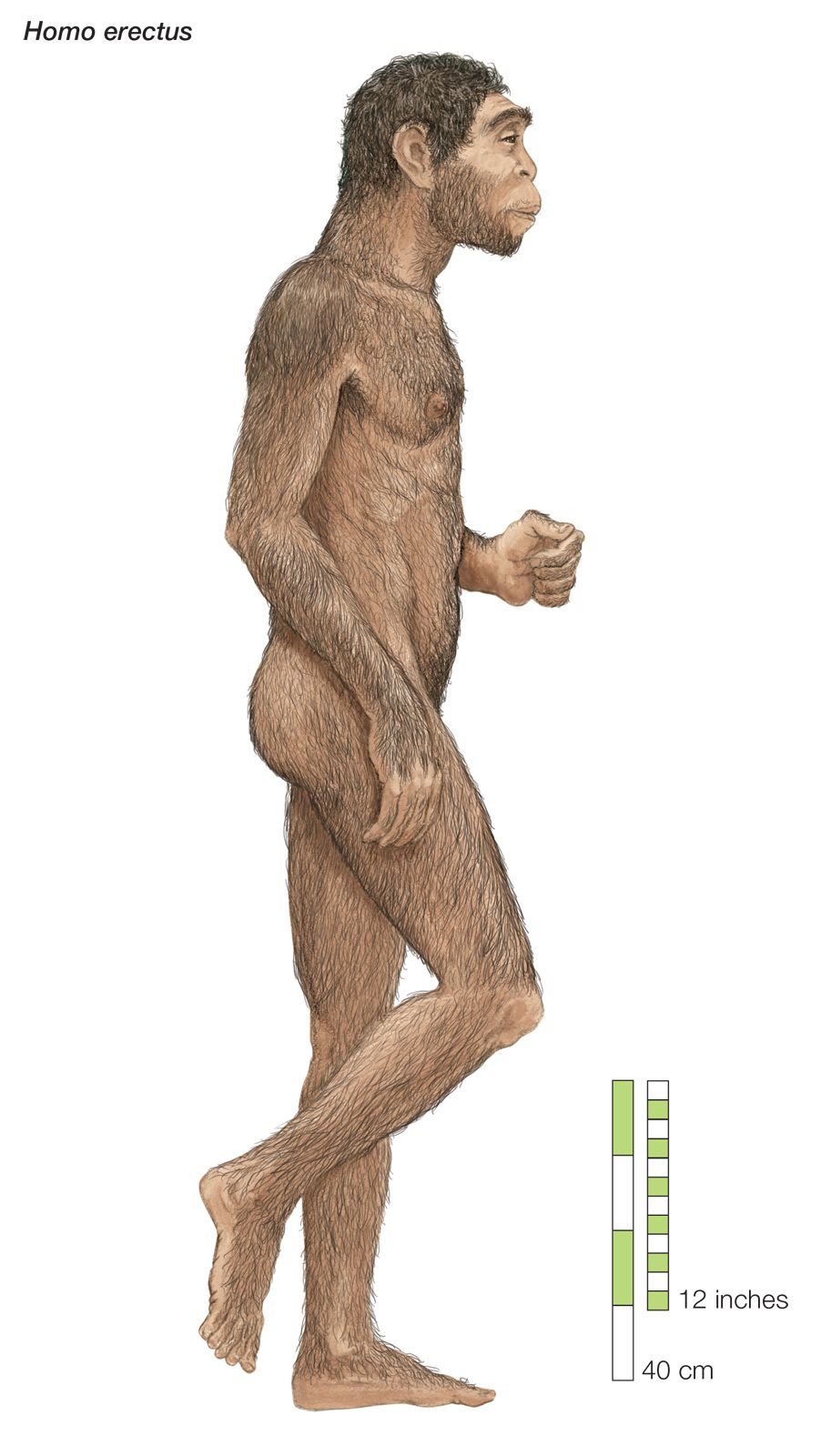 Реконструкция Homo erectus, человека прямоходящего с признаками ранней эволюции человека.
