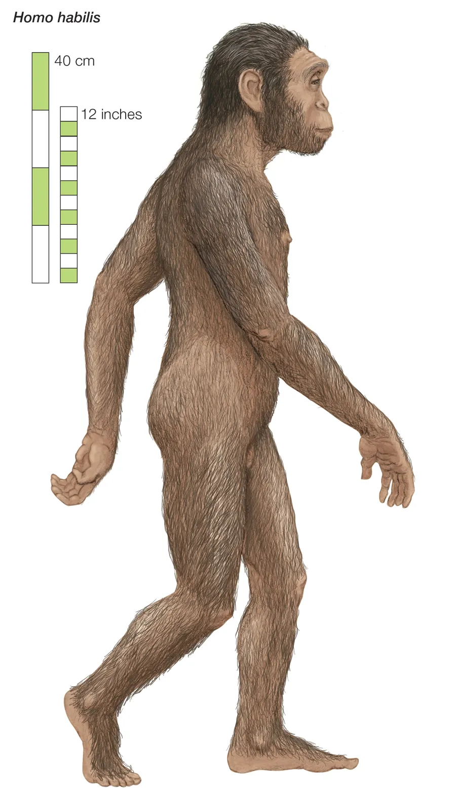 Реконструкция Homo habilis, человека умелого раннего этапа антропогенеза.