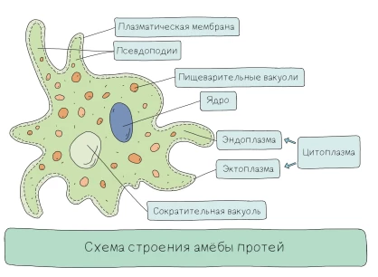 Строение амёбы обыкновенной с ложноножками, ядром и сократительной вакуолью.