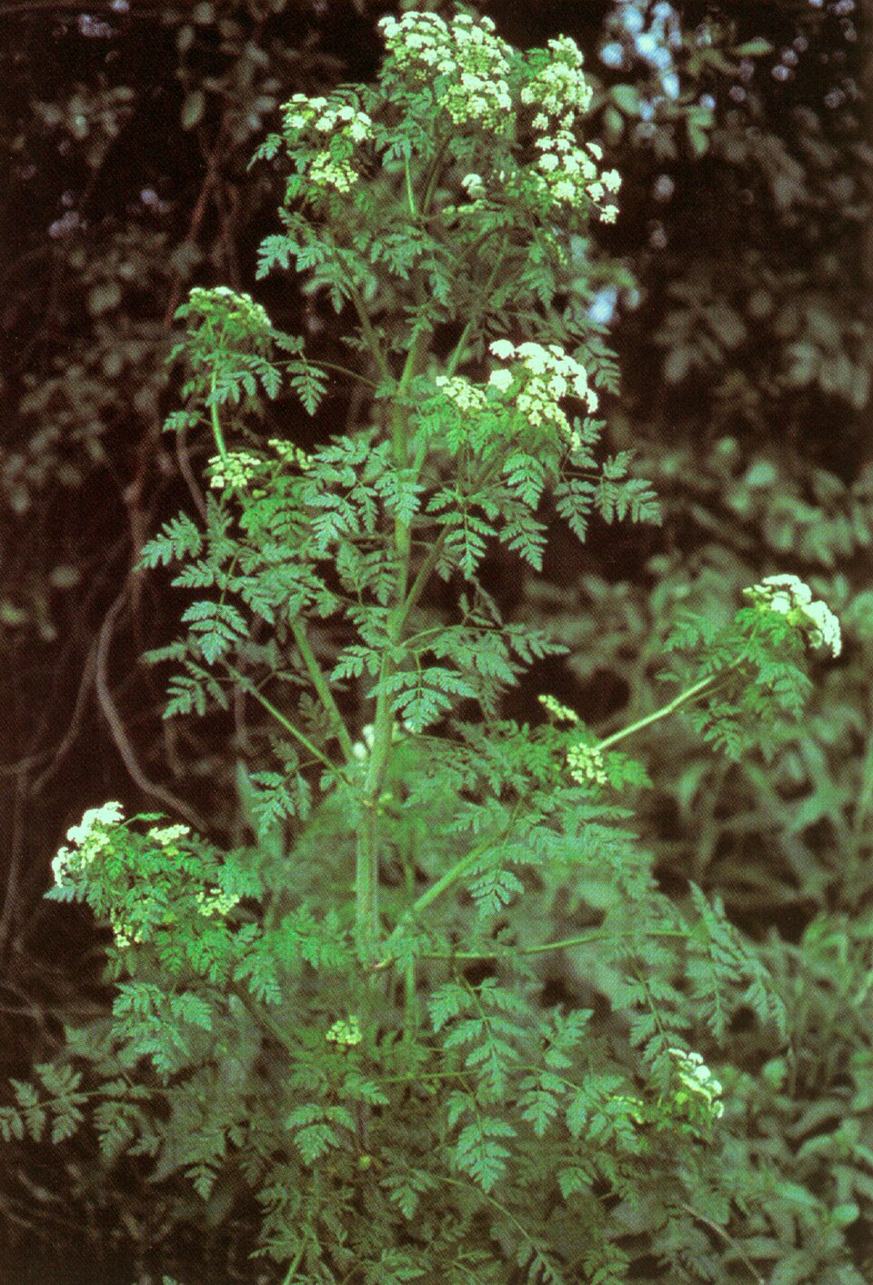 Болиголов пятнистый