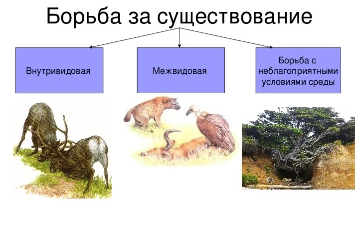 Схема трёх видов борьбы за существование у организмов в эволюции.