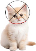 Центральные и вписанные углы. Кот