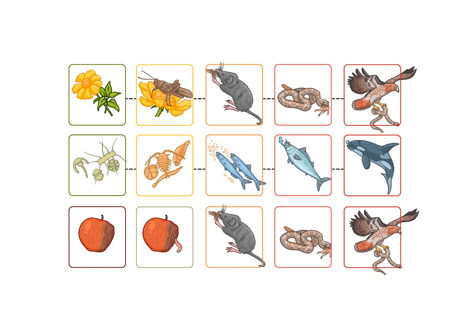 Цепи питания (трофические цепи)