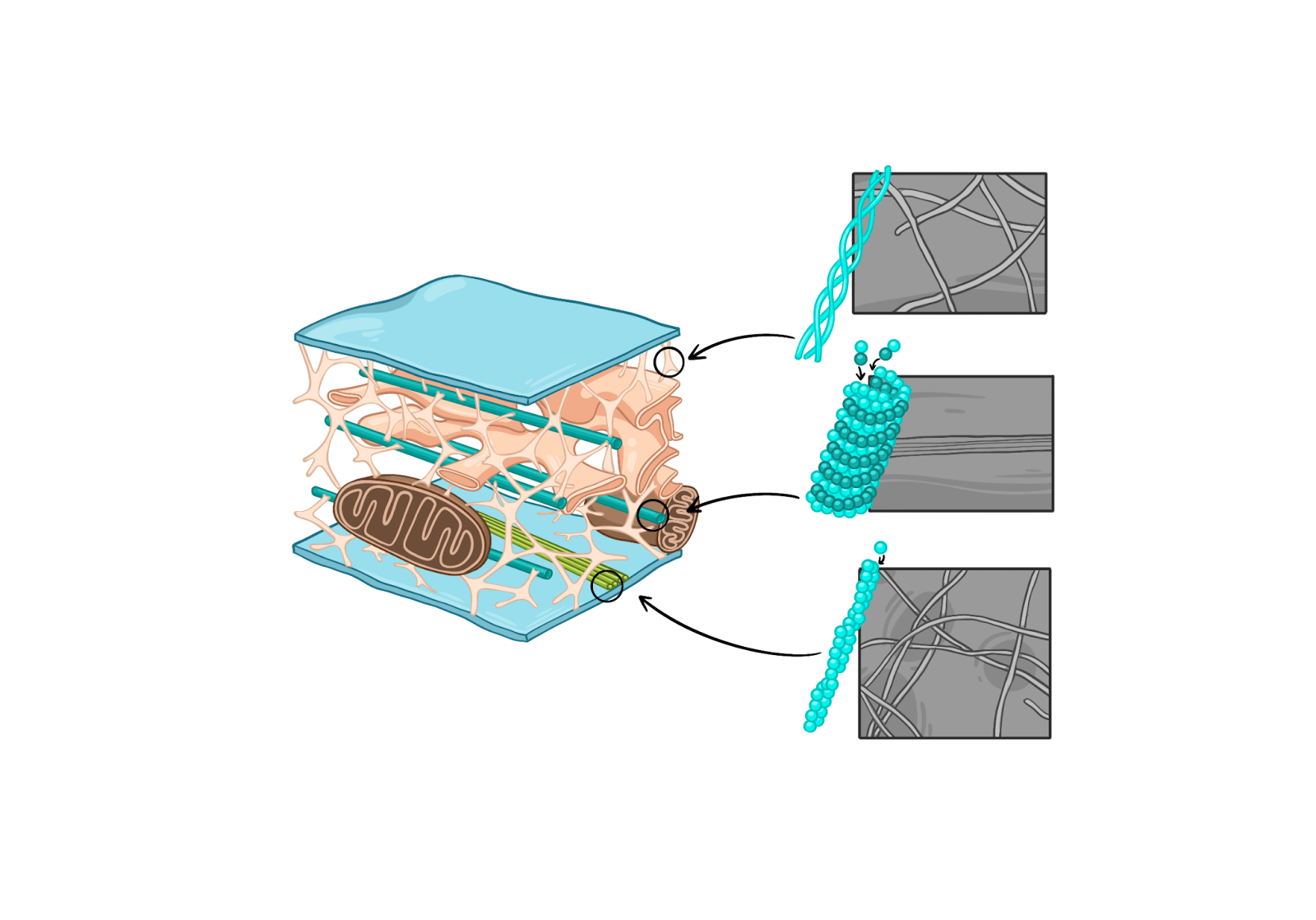 Цитоскелет