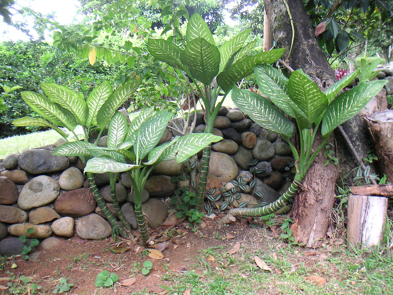 Dieffenbachia bowmannii, Darina. Источник: https://ru.wikipedia.org/wiki/Диффенбахия#/media/Файл:Colpfl29.jpg. CC BY-SA 3.0