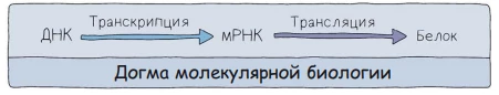 Догма молекулярной биологии: передача генетической информации от ДНК к иРНК и белку.