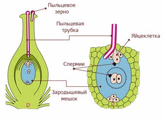 Схема двойного оплодотворения у цветковых растений с образованием зародыша и эндосперма.