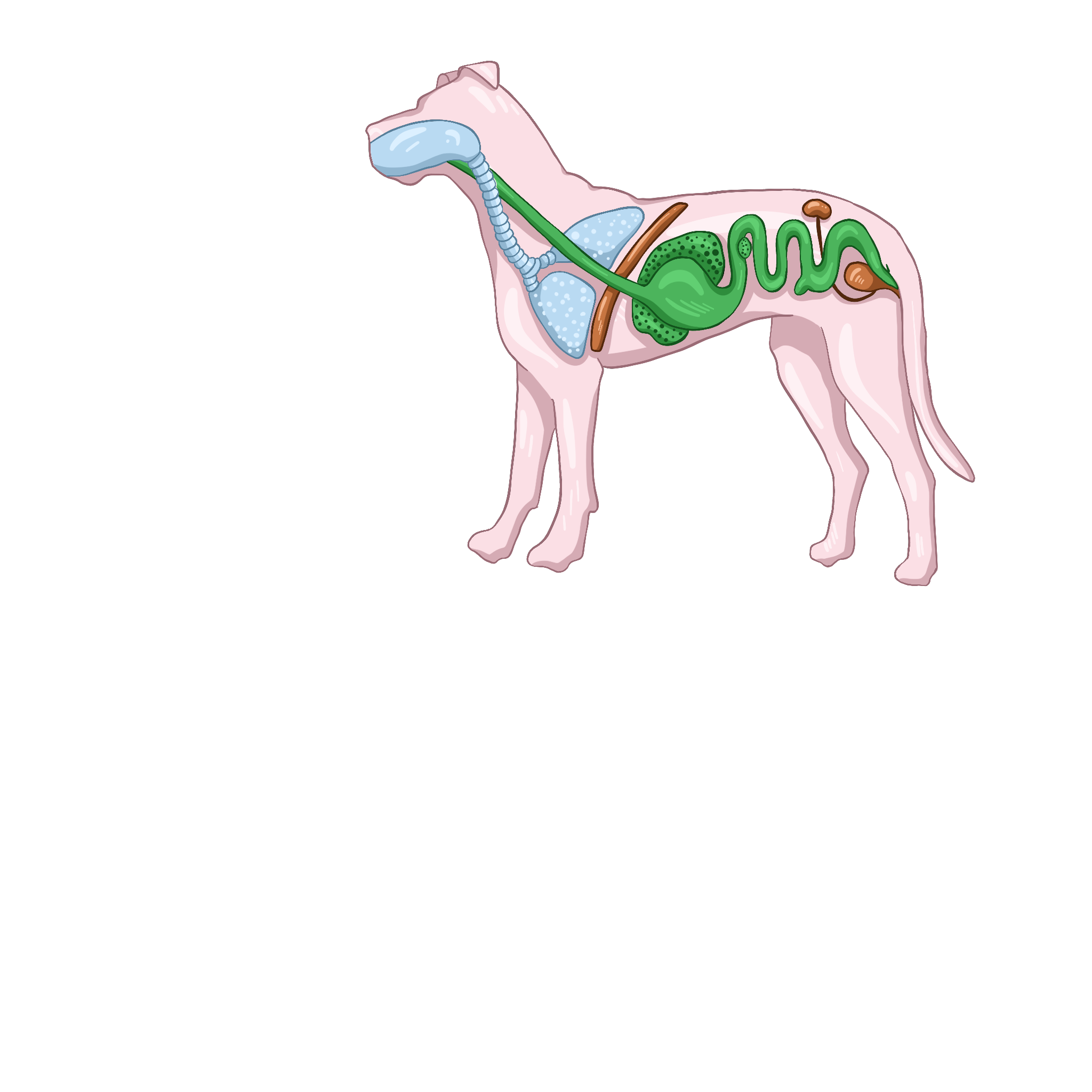 Дыхательная система млекопитающих