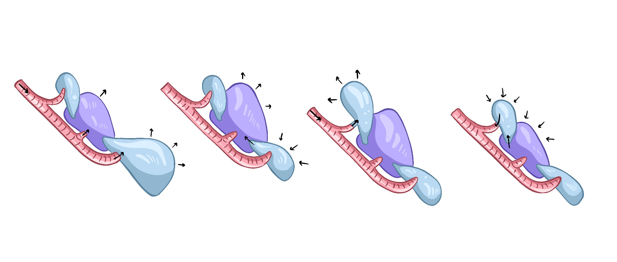 Дыхательная система птиц