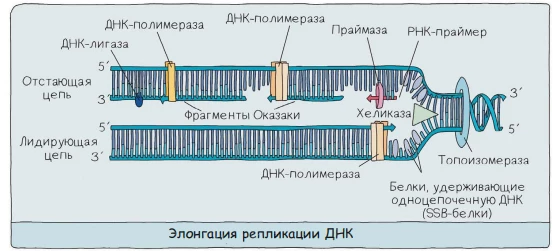 Элонгация репликации ДНК с ведущей и отстающей цепями и фрагментами Оказаки.