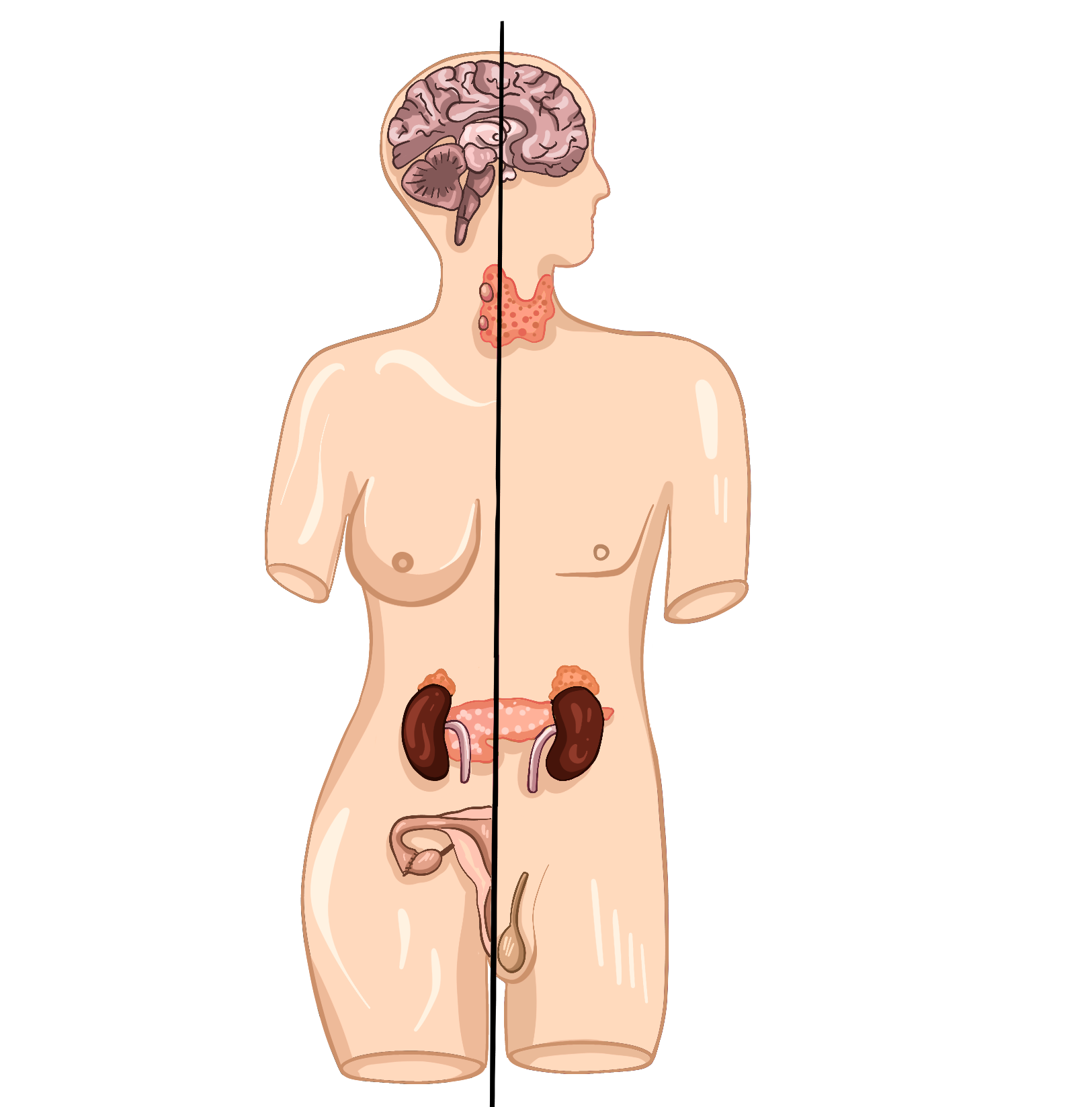 Эндокринная система человека