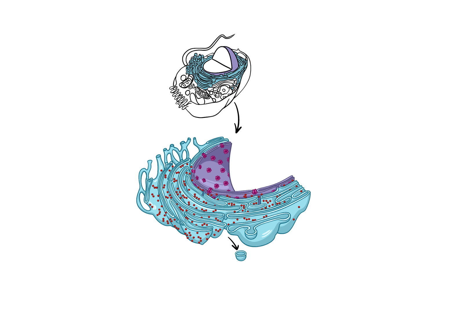 Эндоплазматическая сеть (ЭПС)