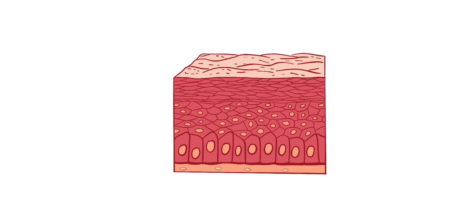 Эпителиальные ткани