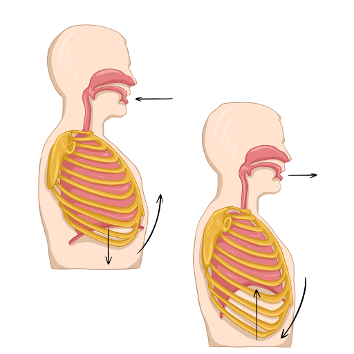 Этапы вдоха и выдоха