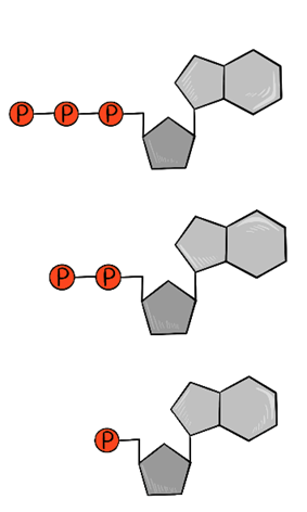 Фосфорилирование