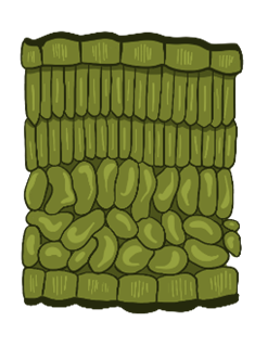 Фотосинтезирующие ткани растений