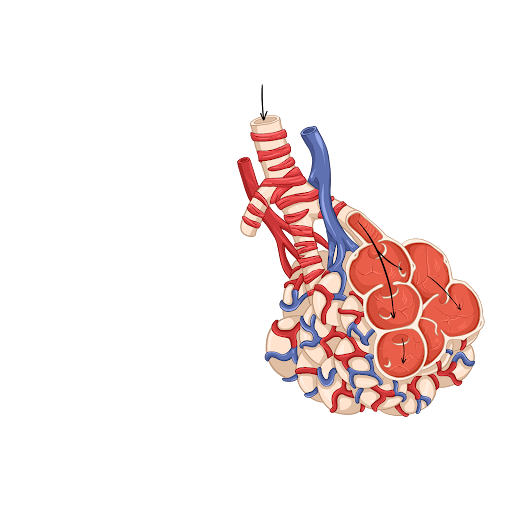 Газообмен в легких