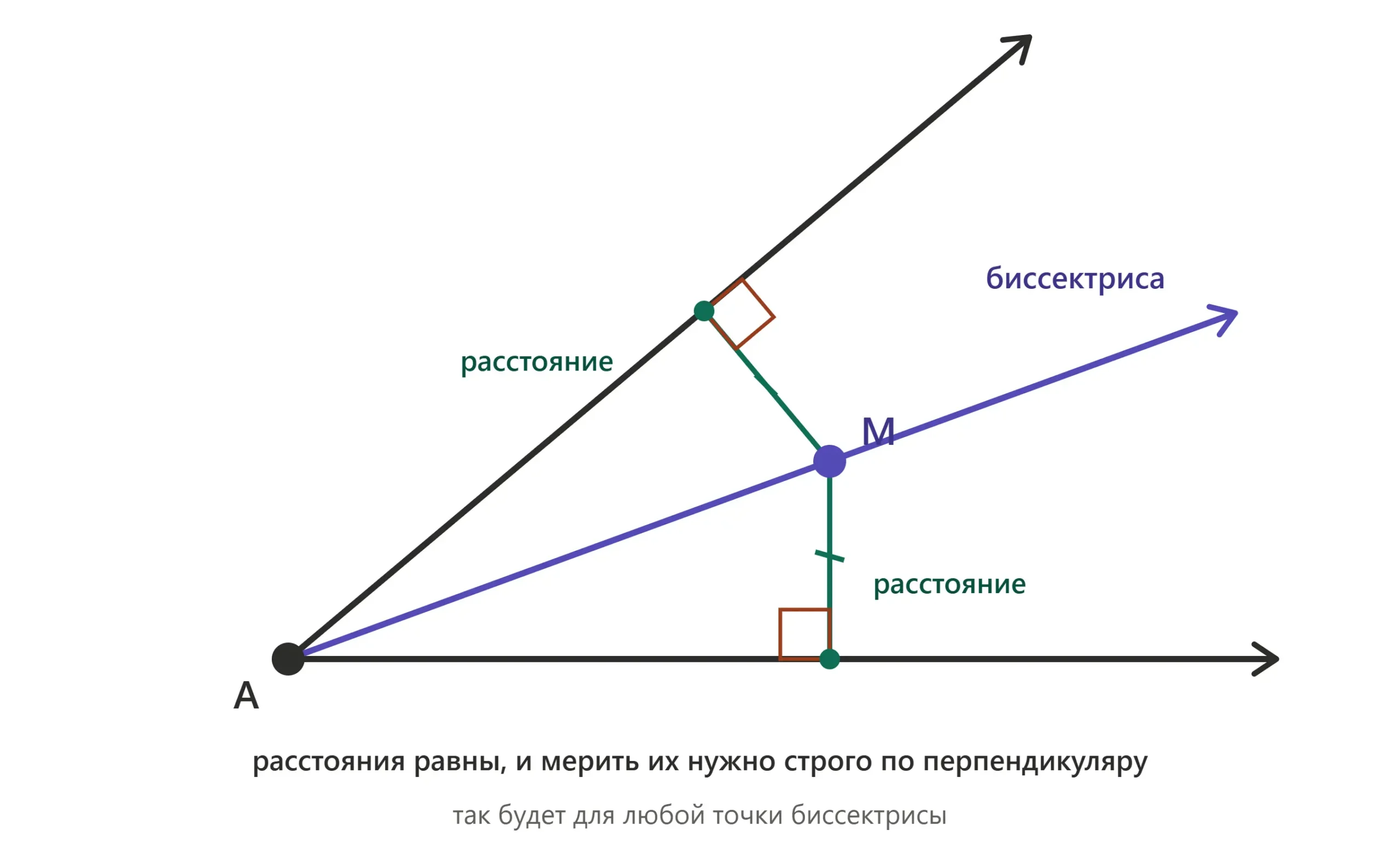 Биссектриса угла делит угол пополам и задаёт ГМТ точек, равноудалённых от его сторон.