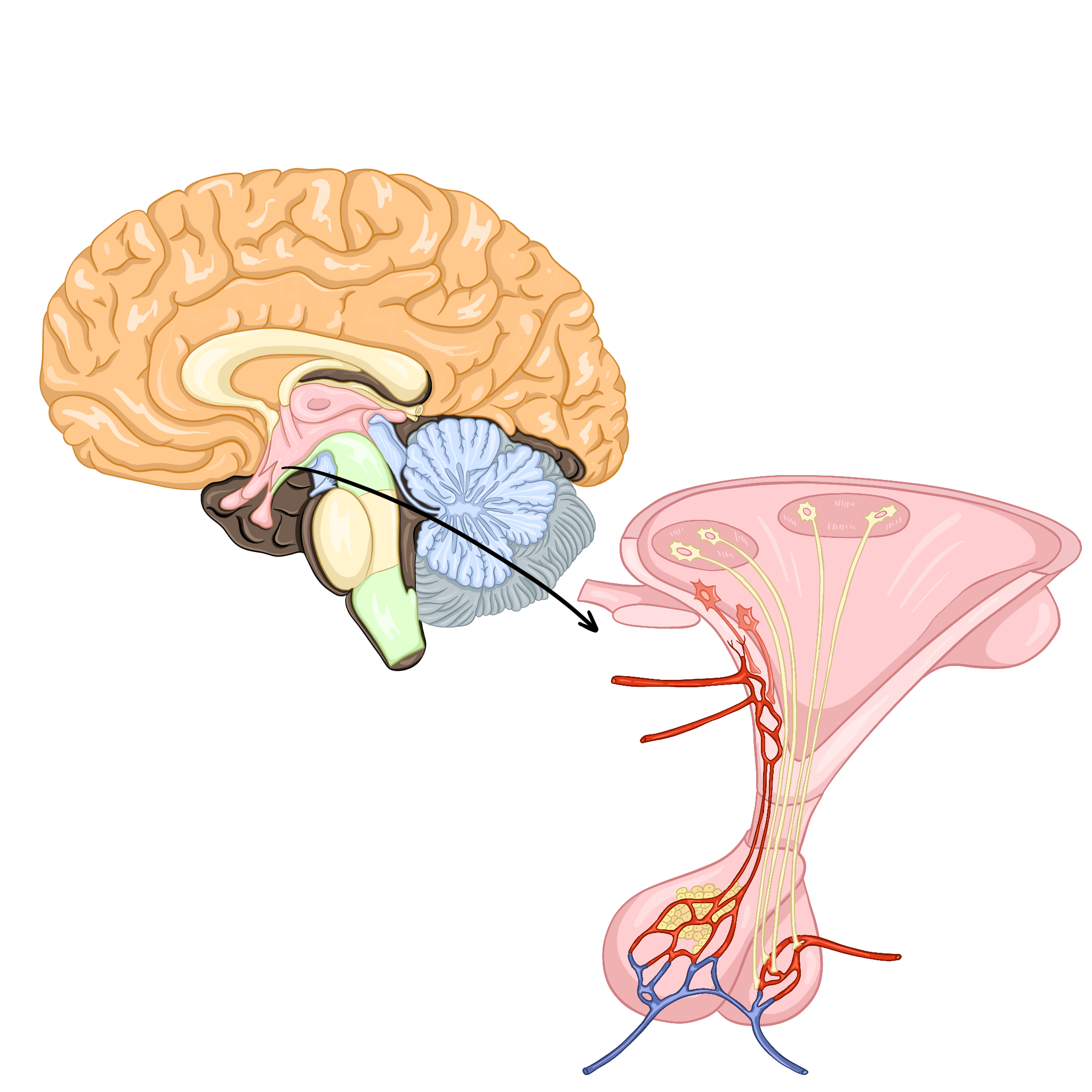 Гипоталамус и гипофиз