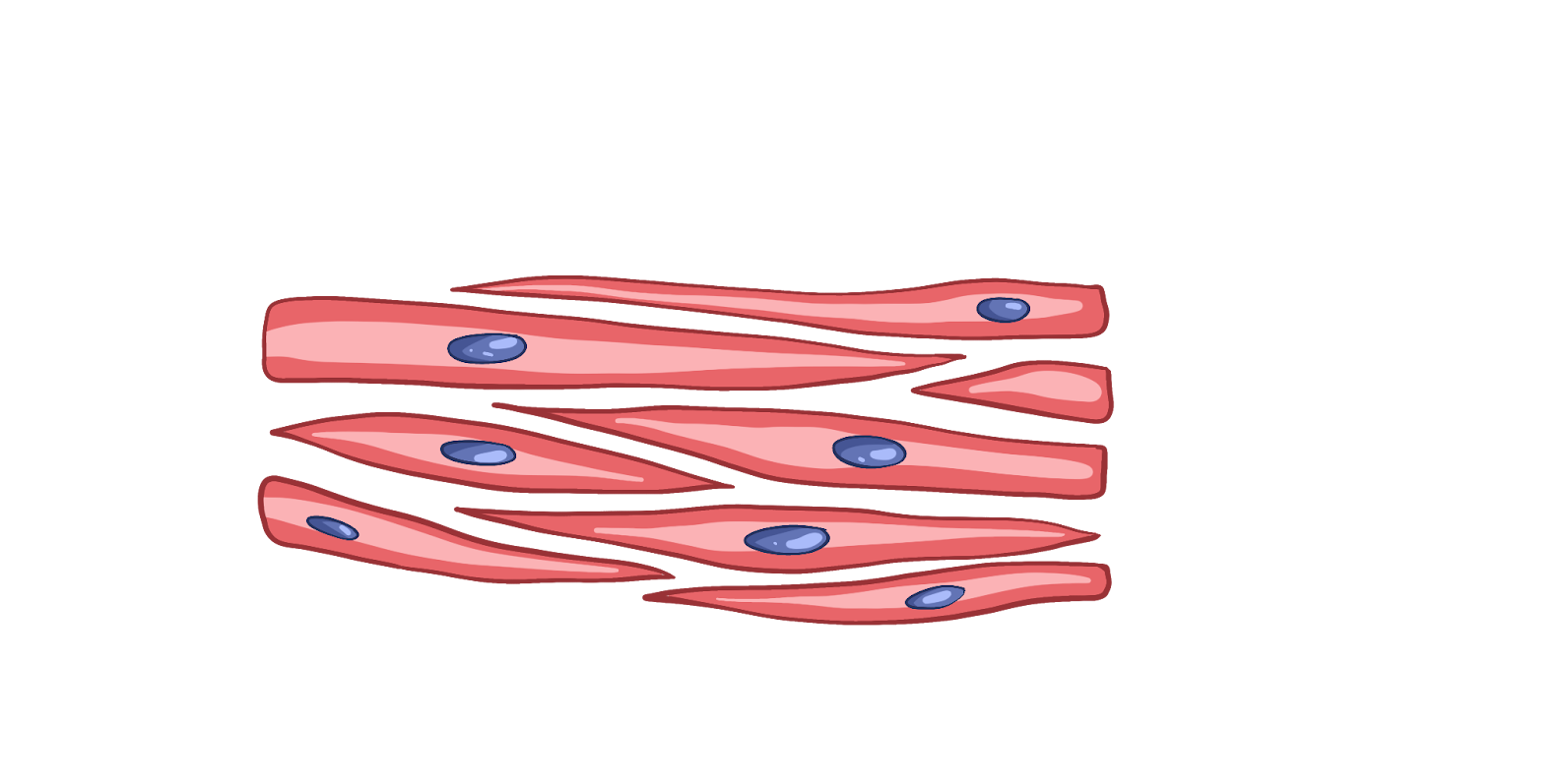 Гладкая мышечная ткань