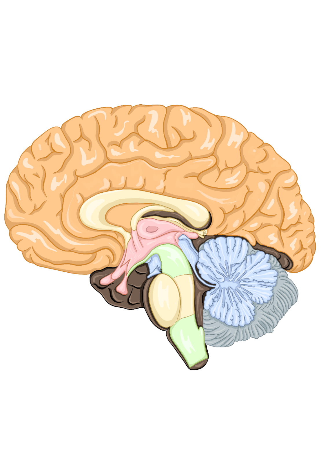 Головной мозг