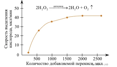 График опыта с картофелем показывает активность каталазы при разном количестве перекиси водорода.