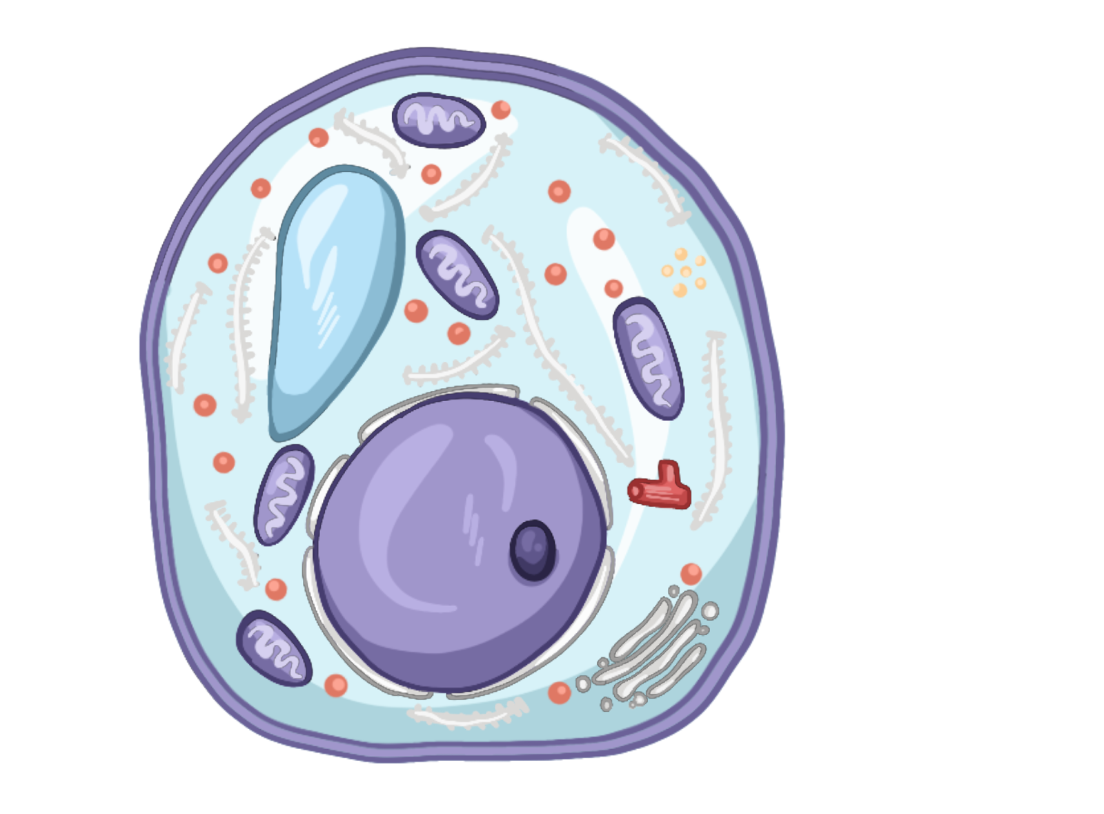 Грибная клетка