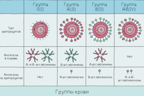 Схема групп крови AB0 с антигенами эритроцитов и антителами плазмы для трансфузии.