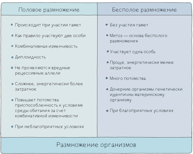 Сравнение полового и бесполого размножения по признакам и особенностям организмов.