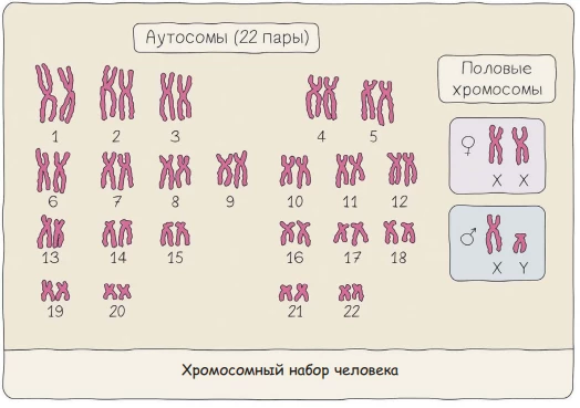 Кариограмма человека с 23 парами хромосом, включая аутосомы и половые хромосомы.