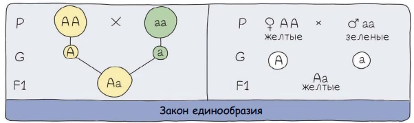 Первый закон Менделя: единообразие гибридов F1 при скрещивании двух гомозигот.