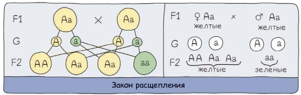 Второй закон Менделя: расщепление признаков во втором поколении 3:1 и 1:2:1.