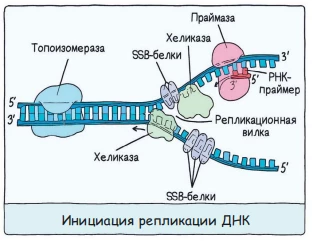Инициация репликации ДНК с образованием репликативного пузыря и двух вилок.