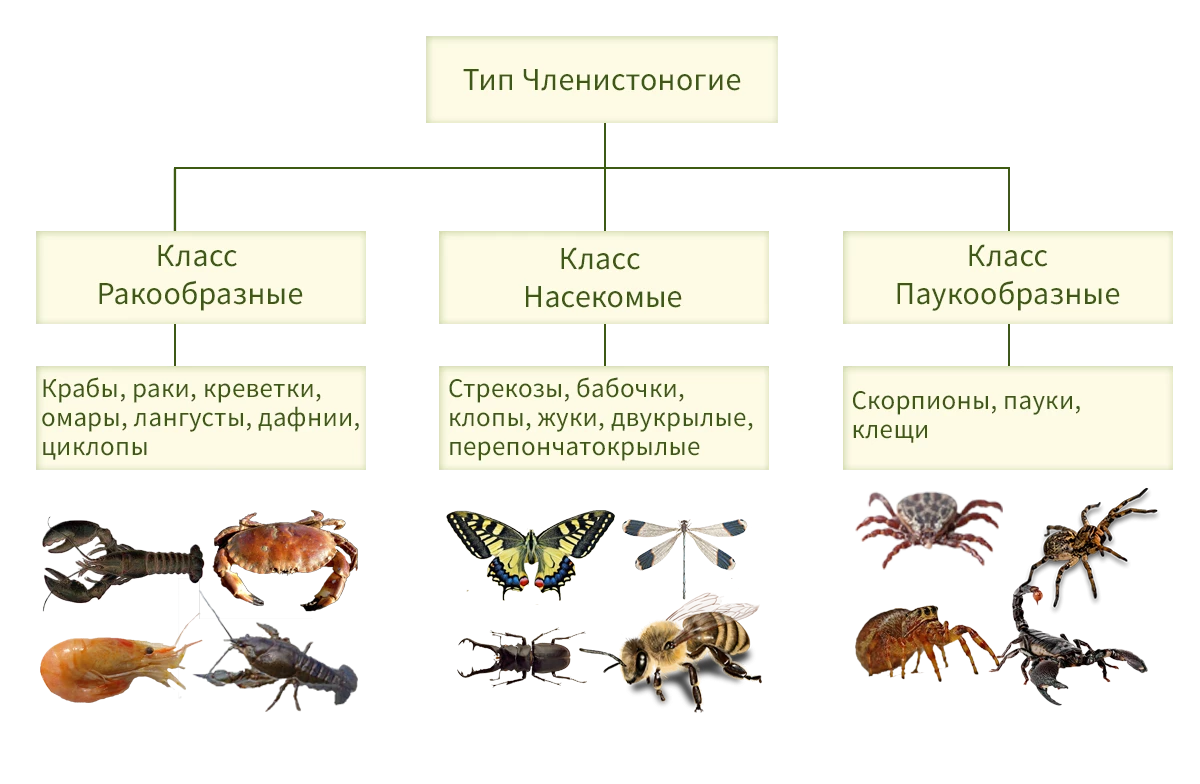 Схема классификации членистоногих по подтипам и классам для подготовки к ЕГЭ по биологии.
