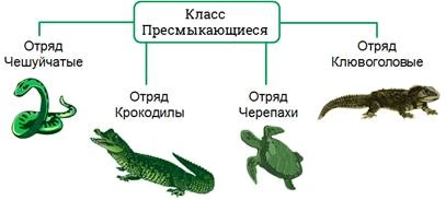 Классификация пресмыкающихся по отрядам: чешуйчатые, черепахи, крокодилы и клювоголовые.