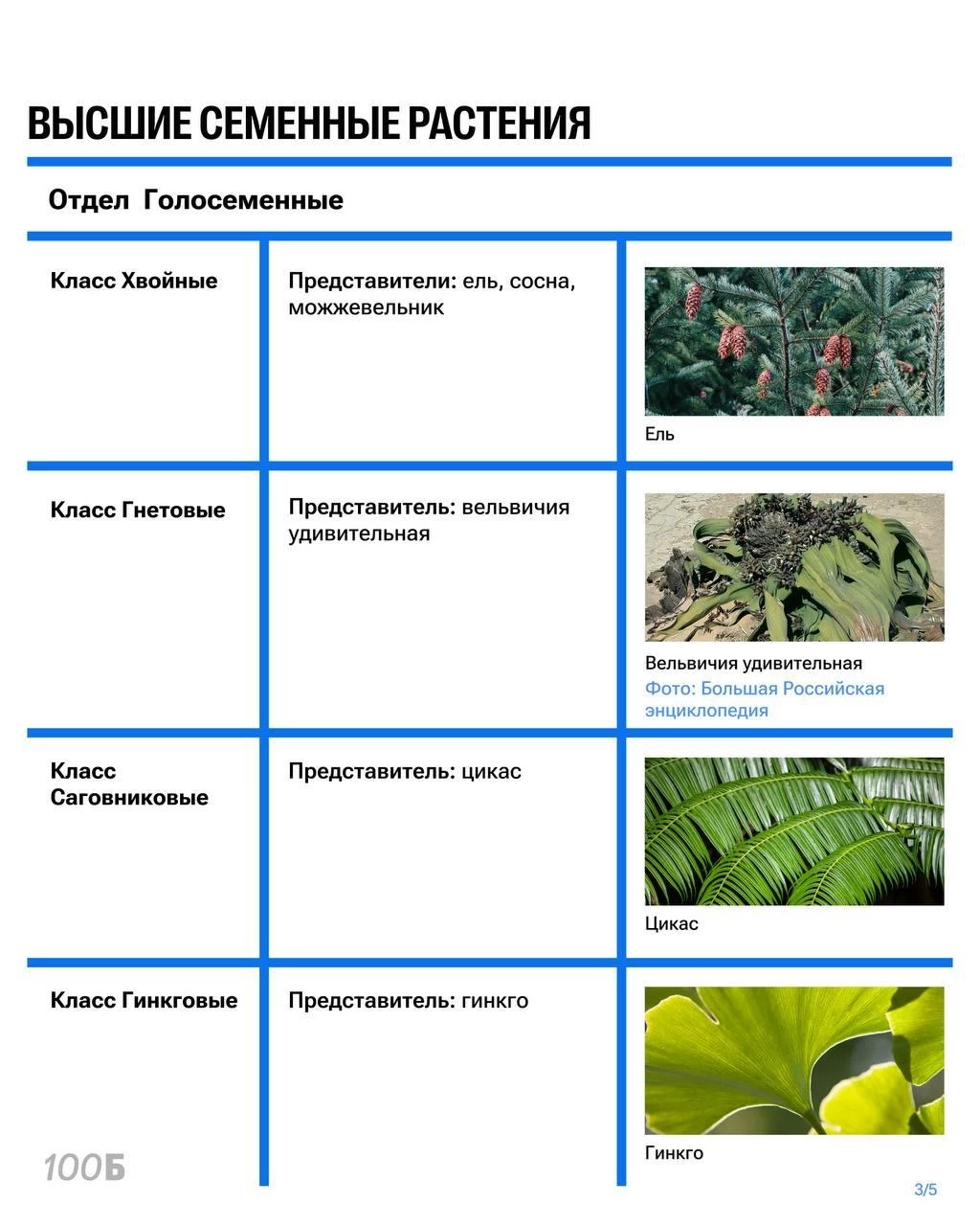 Схема классов отдела голосеменные для систематики семенных растений.