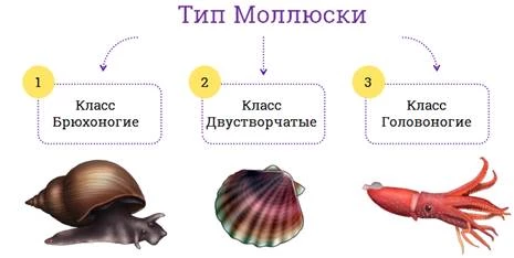 Классификация типа Моллюски: брюхоногие, двустворчатые и головоногие классы.