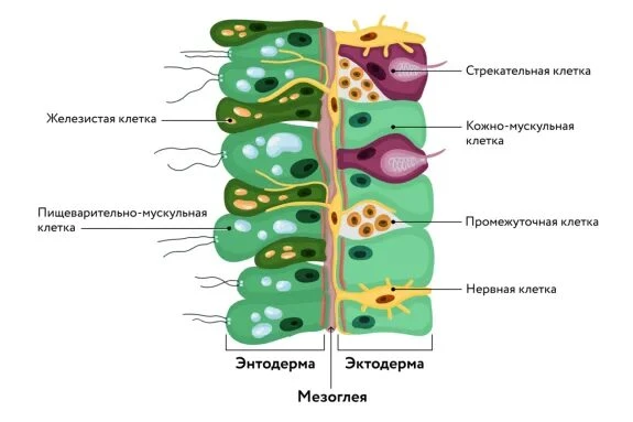 Клетки эктодермы и энтодермы кишечнополостных, участвующие в защите и пищеварении.