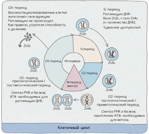 Схема клеточного цикла с интерфазой, митозом и изменением набора хромосом n и ДНК c.