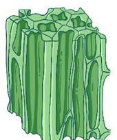 Колленхима