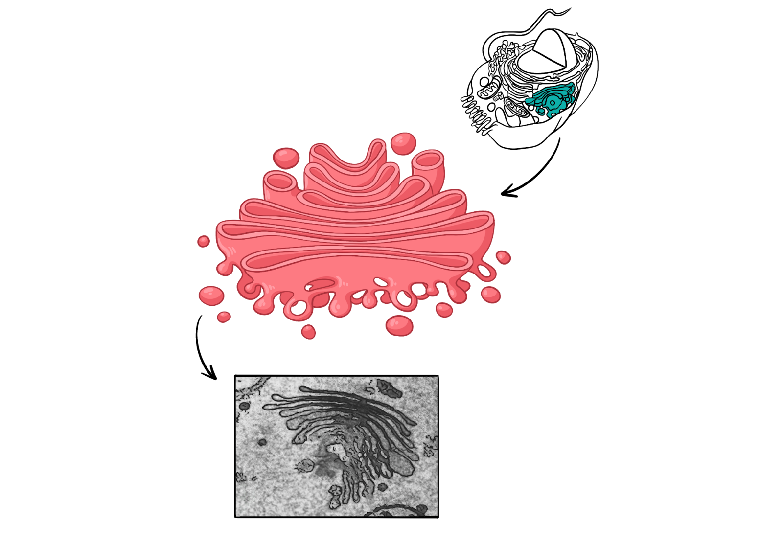 Комплекс Гольджи
