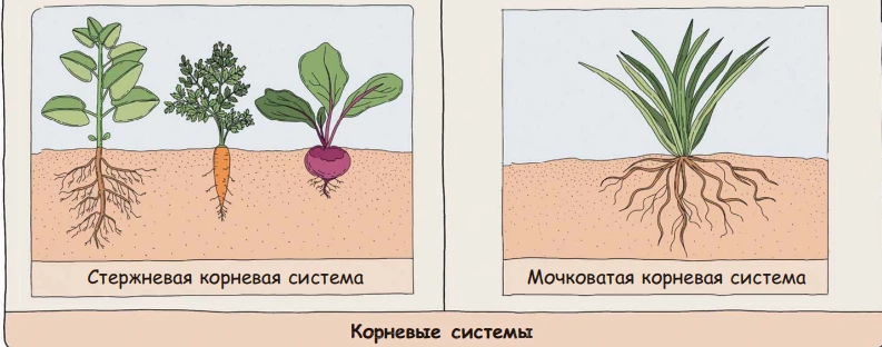 Стержневая и мочковатая корневые системы растений в сравнительной схеме.