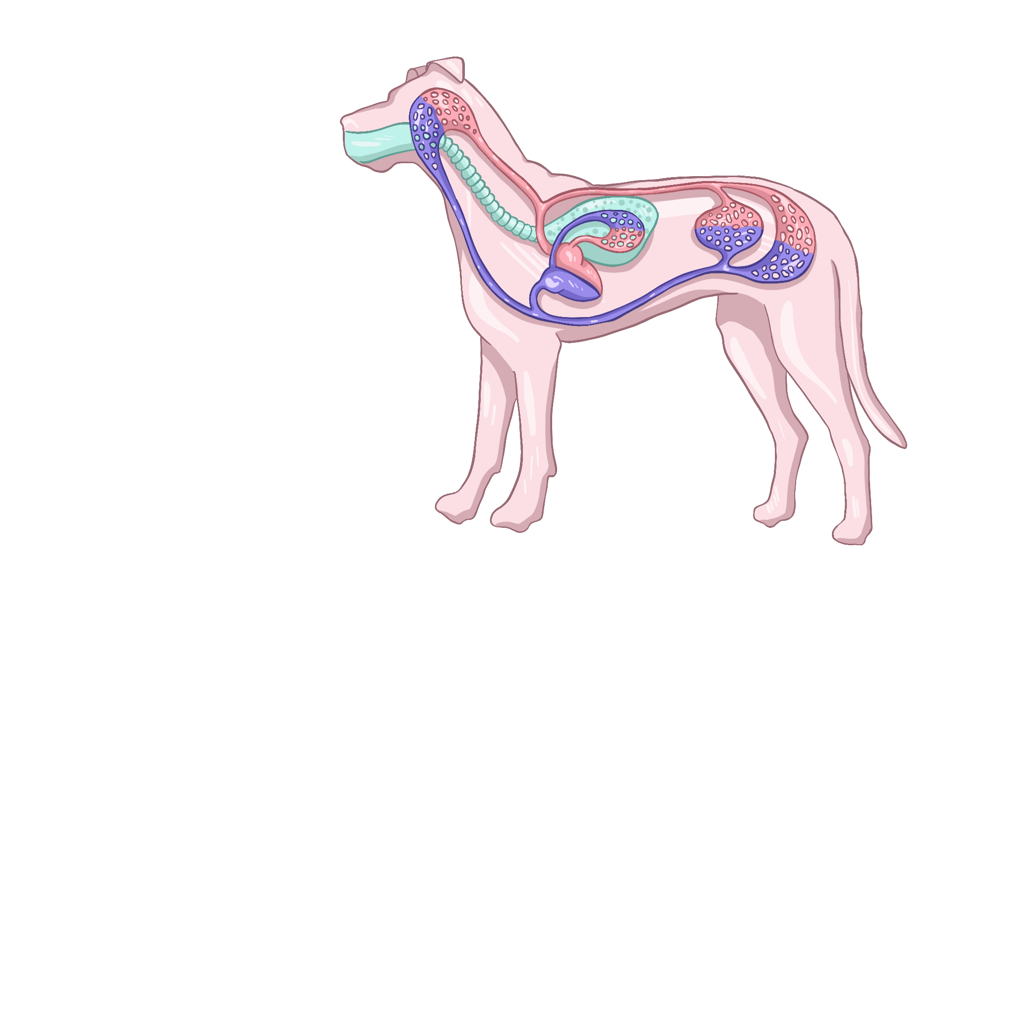 Кровеносная система млекопитающих