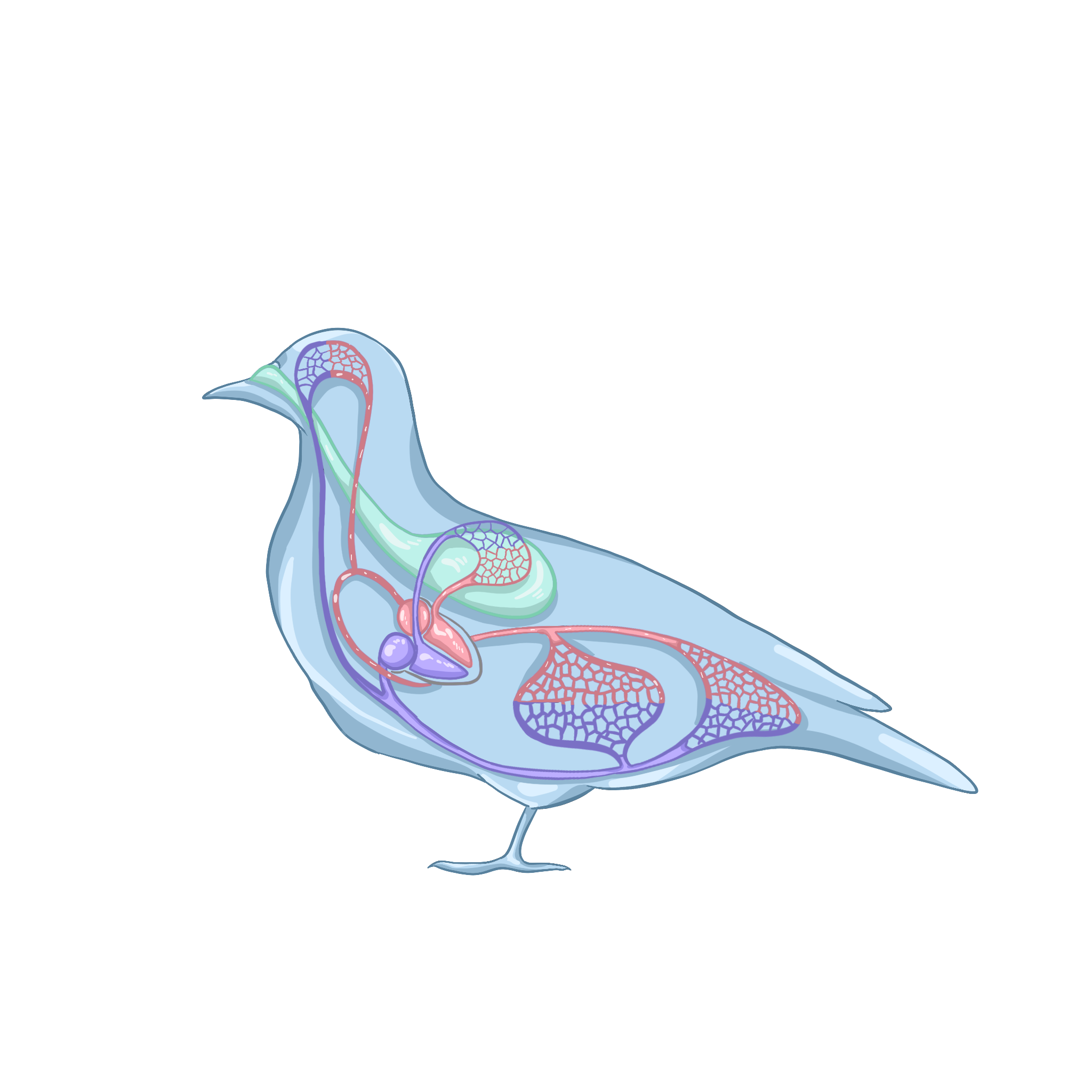 Кровеносная система птиц