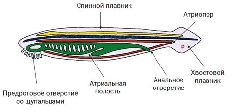 Ланцетник как примитивное хордовое животное с хордой и нервной трубкой.
