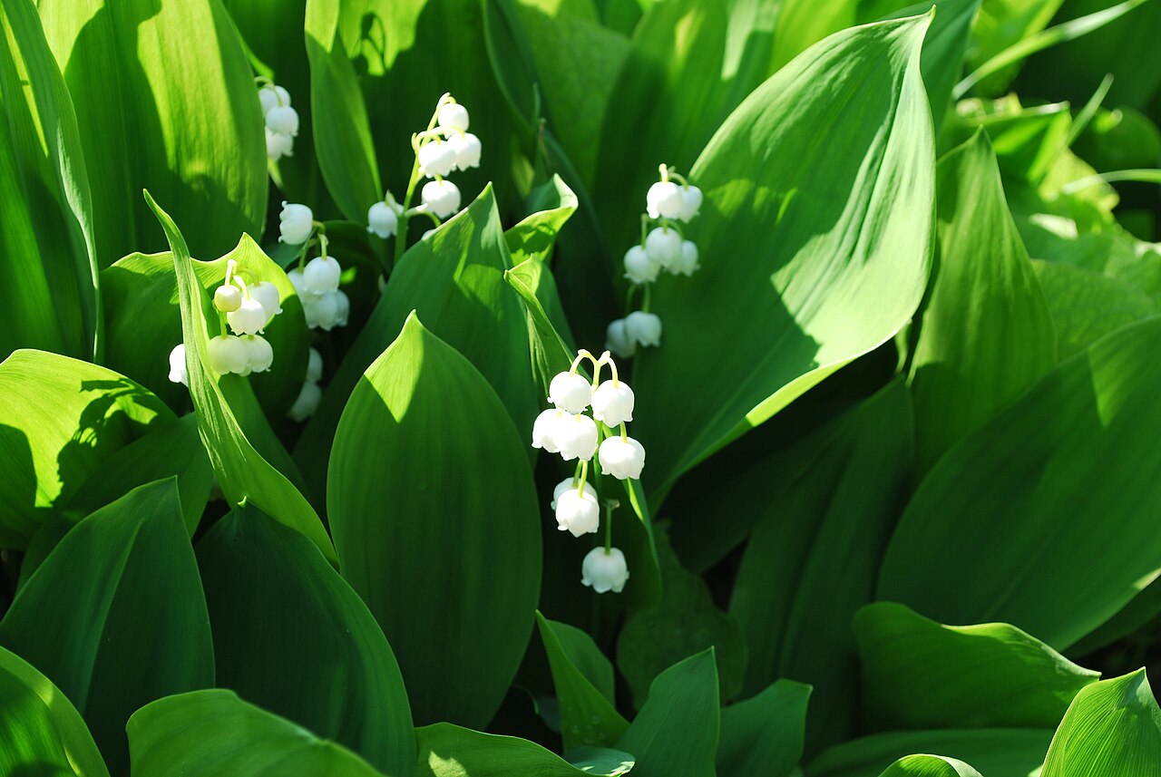 Ландыш. Convallaria majalis Lily-of-the-Valley, Lazaregagnidze. Источник: https://ru.wikipedia.org/wiki/Ландыш#/media/Файл:Convallaria_majalis_Lily-of-the-Valley_შроშანა.JPG. CC BY-SA 3.0