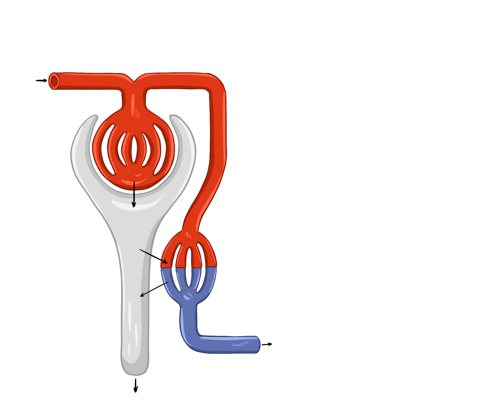 Механизм формирования мочи