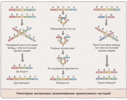 Схема хромосомных мутаций: делеция, дупликация, инверсия и транслокация участков ДНК.